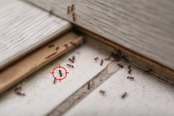 Best Bed Bug Extermination  in Midlothian, TX