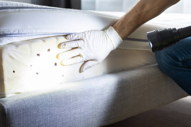 Best Pest Control Near Me in Midlothian, TX